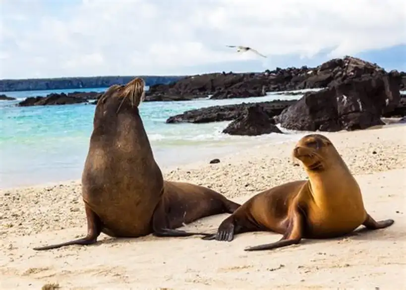 Galápagos